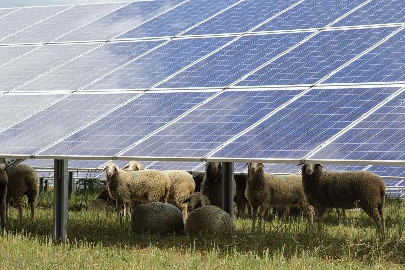 Naturstrom: Schafe grasen im Solarpark