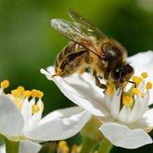 LEW Naturstrom: Schutzmaßnahmen für Bienen